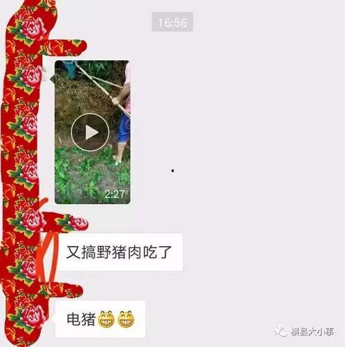 猪肉爆料视频大全集,揭秘行业真相与食品安全  第3张