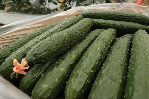 黄料吃瓜线上观看免费视频,线上免费视频盛宴 第2张 黄料吃瓜线上观看免费视频,线上免费视频盛宴 第2张