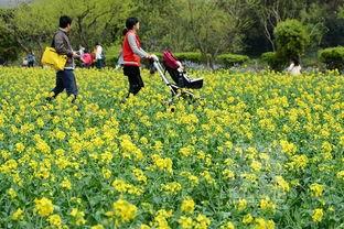 热点爆料油菜花视频,短视频记录下的春日田园风光 第3张 热点爆料油菜花视频,短视频记录下的春日田园风光 第3张
